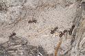 ZZ_ZZXYX_D2941_Z_85_NP De Hoge Veluwe_Nederland